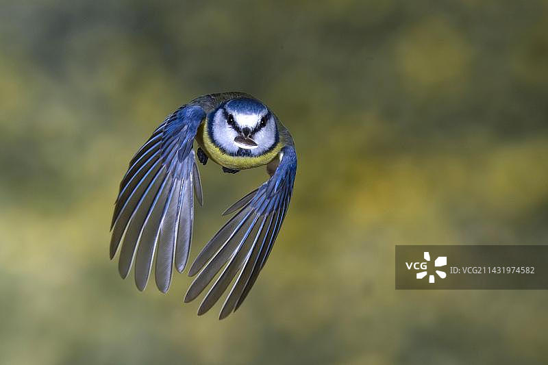 飞行中的蓝山雀，德国北莱茵-威斯特法伦州图片素材