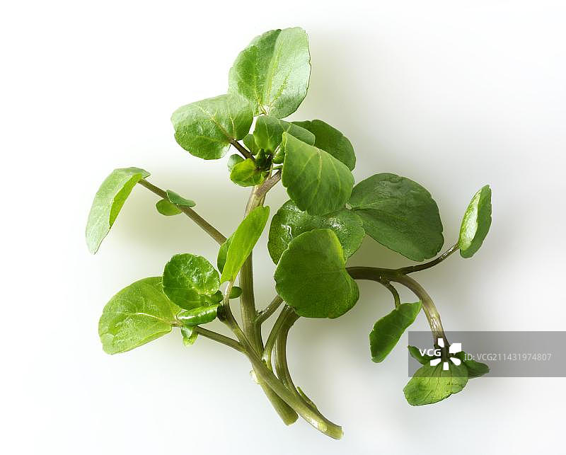 新鲜西洋菜叶图片素材