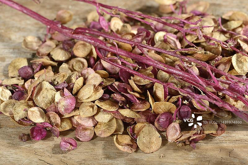 花园甜瓜（Atriplex hortensis）种子图片素材