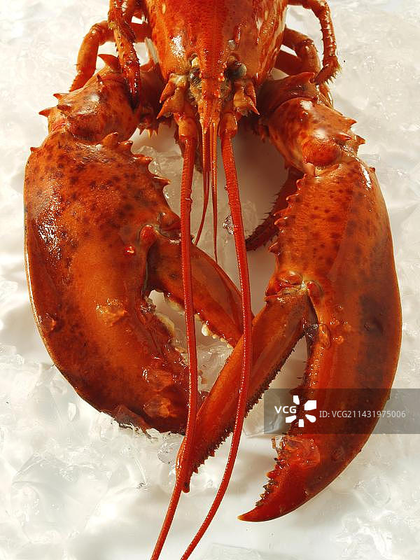 新鲜龙虾图片素材