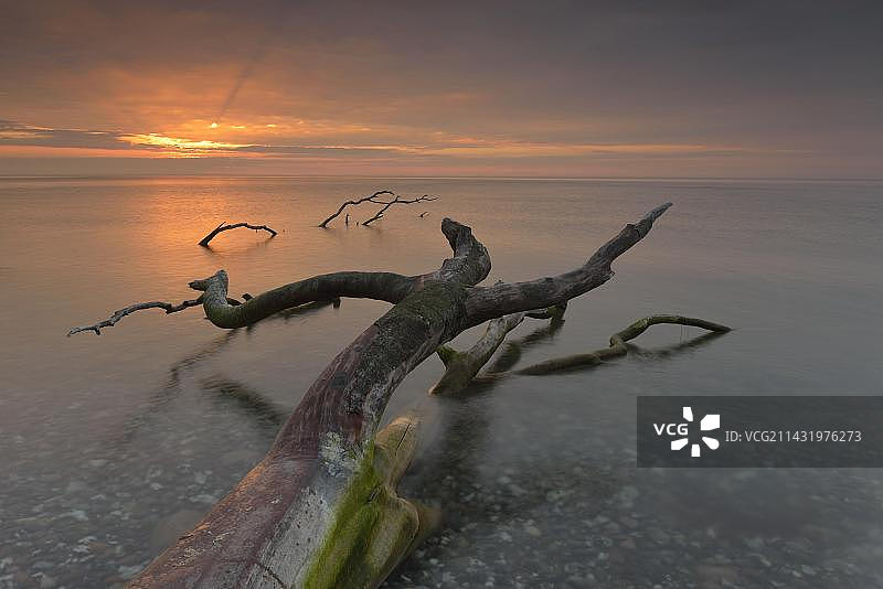 波罗的海海岸日出时分的断树树桩，位于德国梅克伦堡-西波美拉尼亚州德兰斯克图片素材