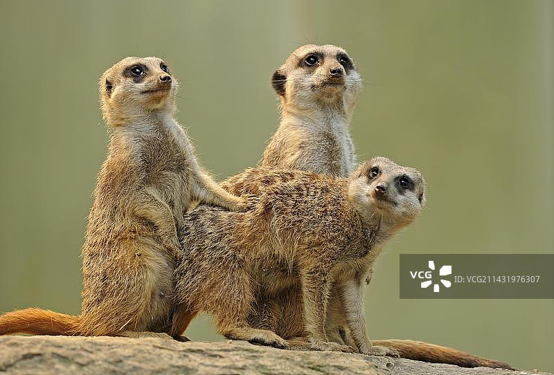 非洲的群居动物：幼年猫鼬，德国斯图加特图片素材
