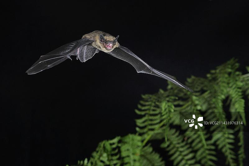 飞行中的蝙蝠，位于德国北莱茵-威斯特法伦图片素材