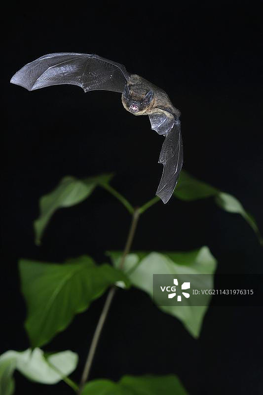 飞行中的蝙蝠，位于德国北莱茵-威斯特法伦图片素材