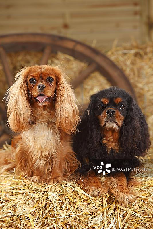 查理士王小猎犬，红宝石色和黑棕色图片素材