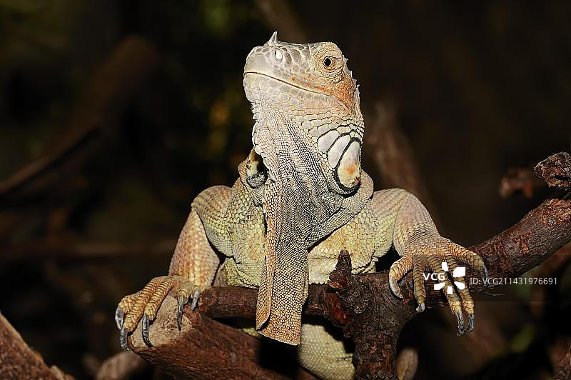 原产于南美洲的雄性绿鬣蜥（人工饲养，德国北莱茵-威斯特法伦州）图片素材