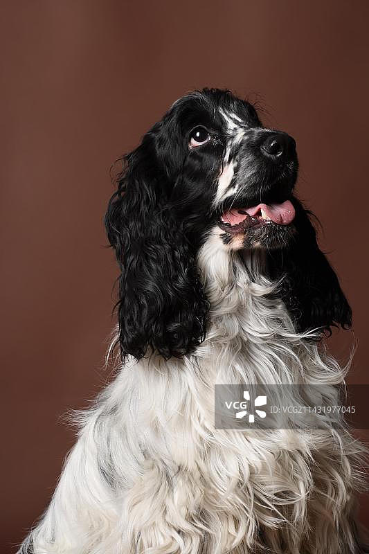 德国的英国可卡犬图片素材