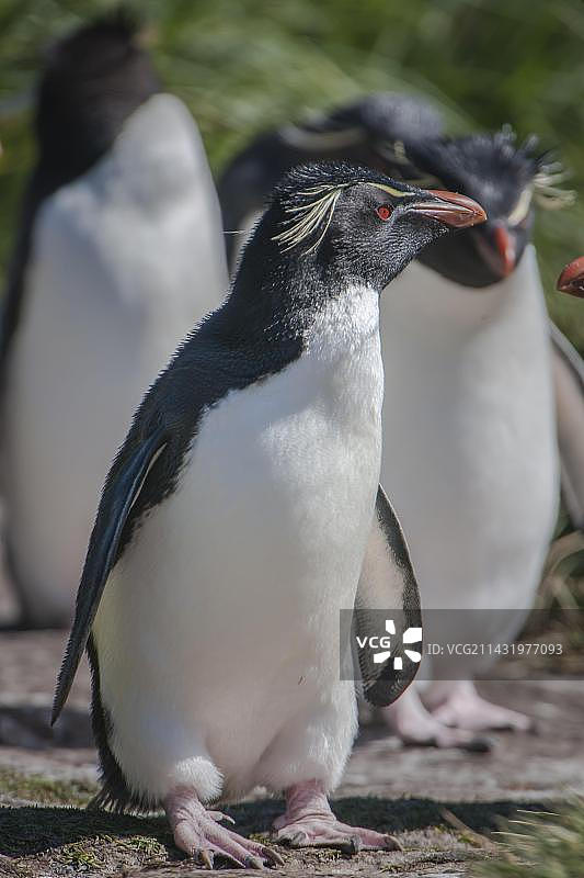 巴布亚企鹅（Eudyptes chrysocome），南美洲福克兰群岛图片素材