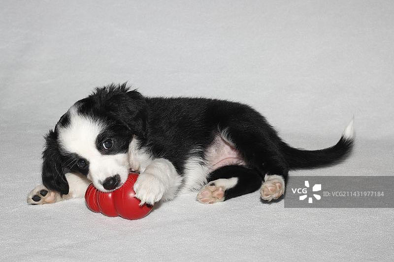 迷你美国牧羊犬幼犬与红色Kong玩具玩耍图片素材