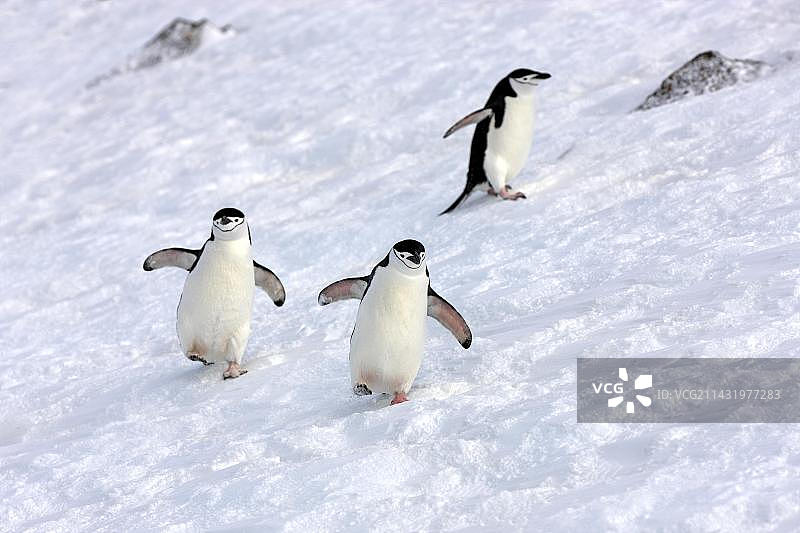 南极洲布朗断崖，成年帽带企鹅（南极企鹅）展开翅膀图片素材