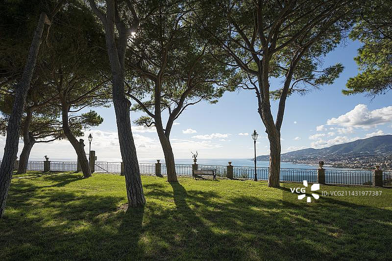 意大利利古里亚圣雷莫松树与海岸图片素材