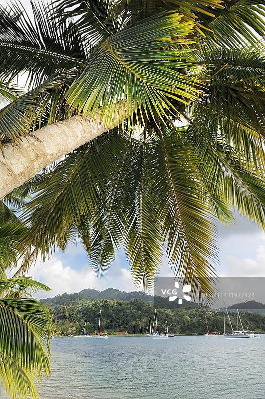 巴拿马科隆伊斯拉林顿海湾的棕榈树和帆船图片素材