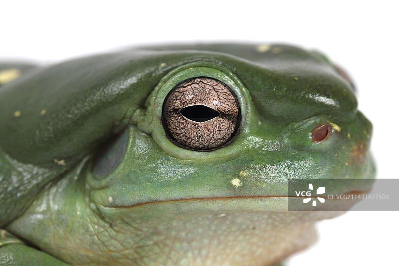 纤细绿树蛙(Litoria gracilenta)图片素材