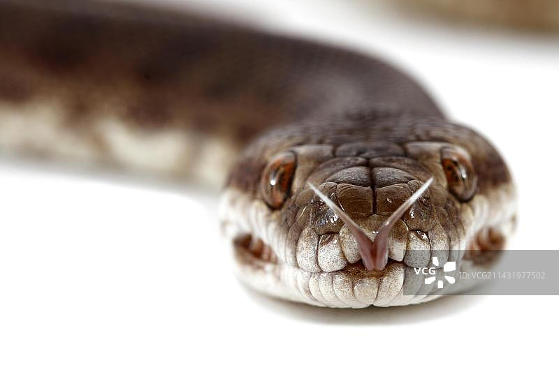 儿童蟒图片素材