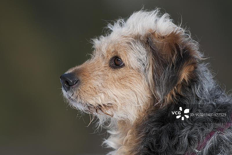 波斯尼亚粗毛猎犬或巴拉克杂交犬肖像图片素材