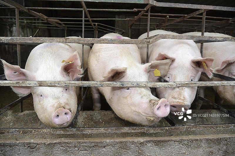德国北莱茵-威斯特法伦州奥弗拉特-海利根豪斯养猪场的猪图片素材