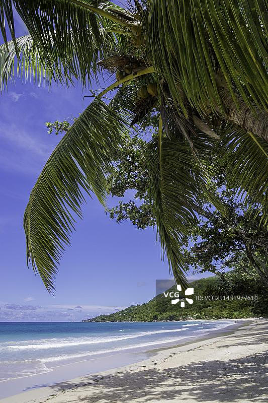 非洲塞舌尔马埃岛博瓦隆的棕榈树海滩图片素材