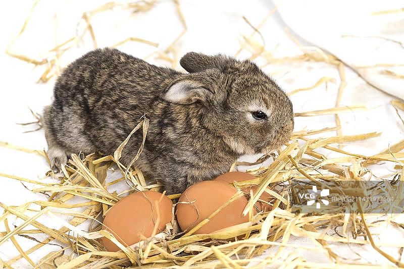 小兔子与小猫在窝里图片素材