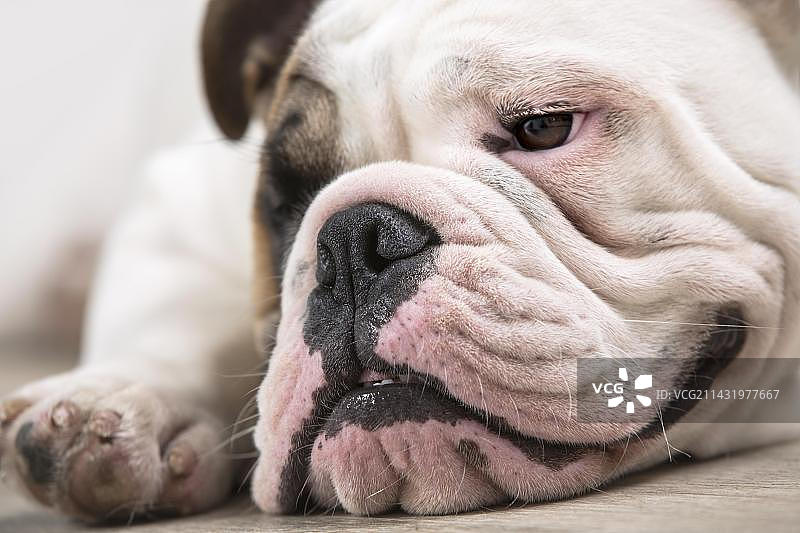 英国斗牛犬幼犬图片素材