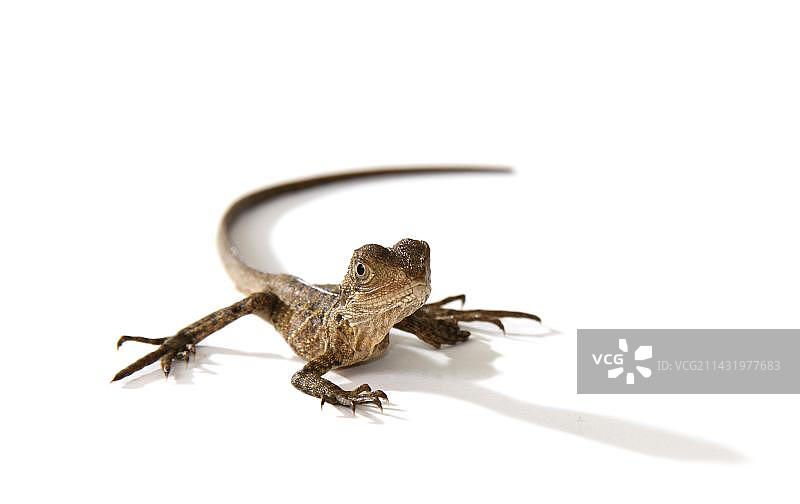 澳洲水龙图片素材