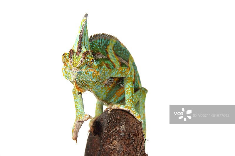 也门变色龙图片素材