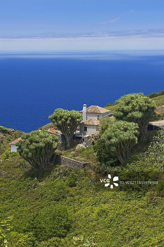 西班牙加那利群岛龙血树图片素材