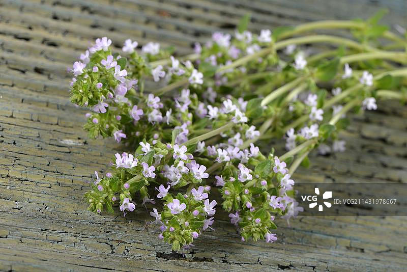 杂交百里香图片素材