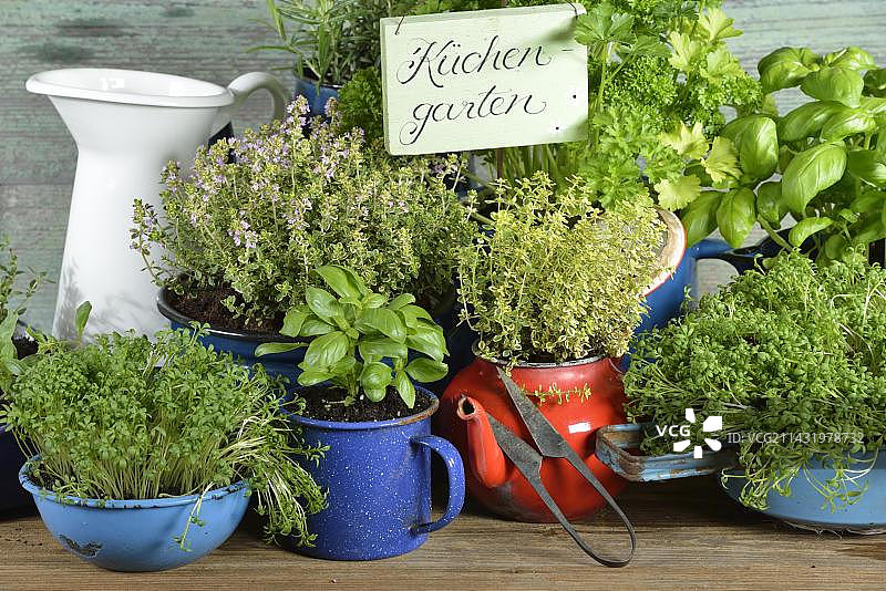 旧碗和杯子里的各种香草：欧芹、迷迭香、水芹、罗勒、百里香图片素材