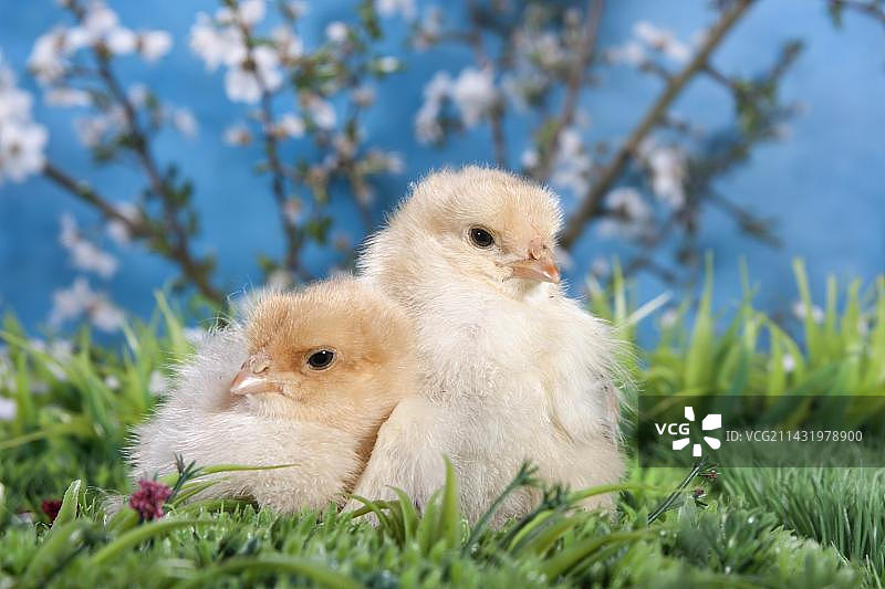 家养家禽小鸡，梵天品种图片素材