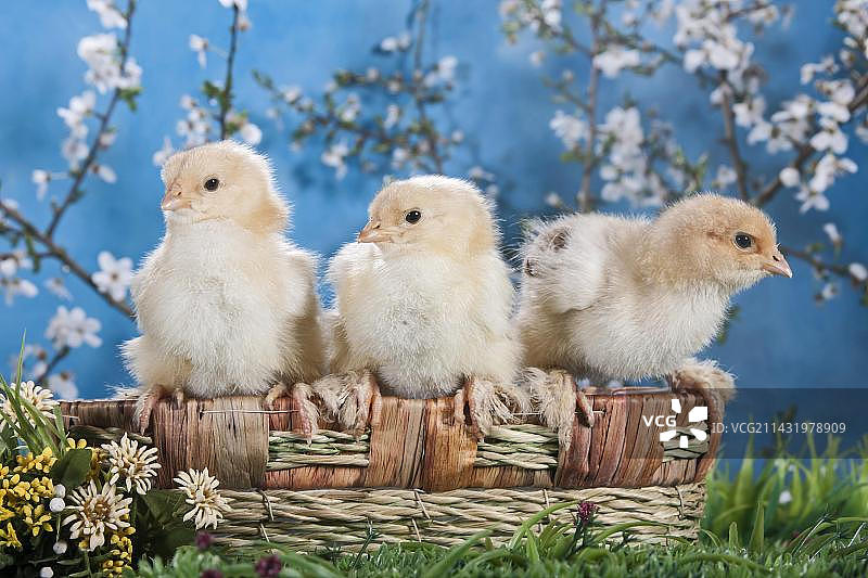 家养家禽小鸡，梵天品种图片素材