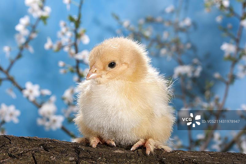 婆罗门鸡雏图片素材