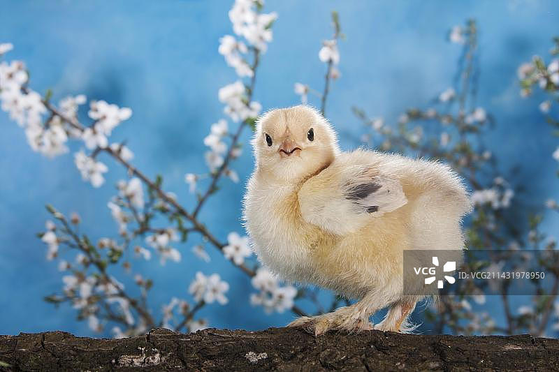 婆罗门鸡雏图片素材