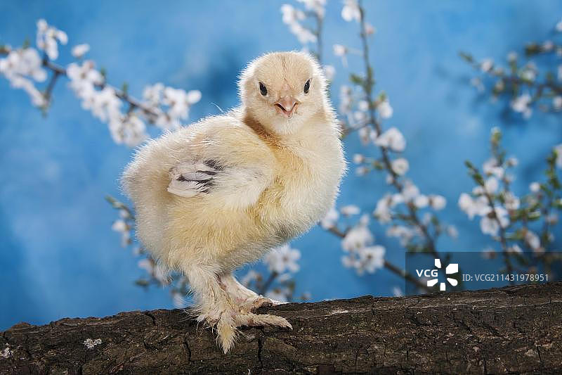 婆罗门鸡雏图片素材