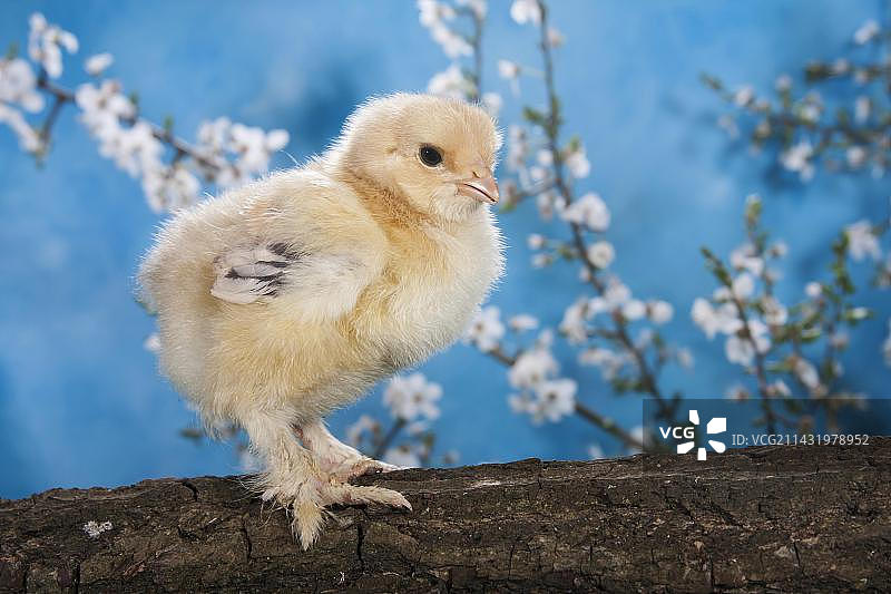 婆罗门鸡雏图片素材