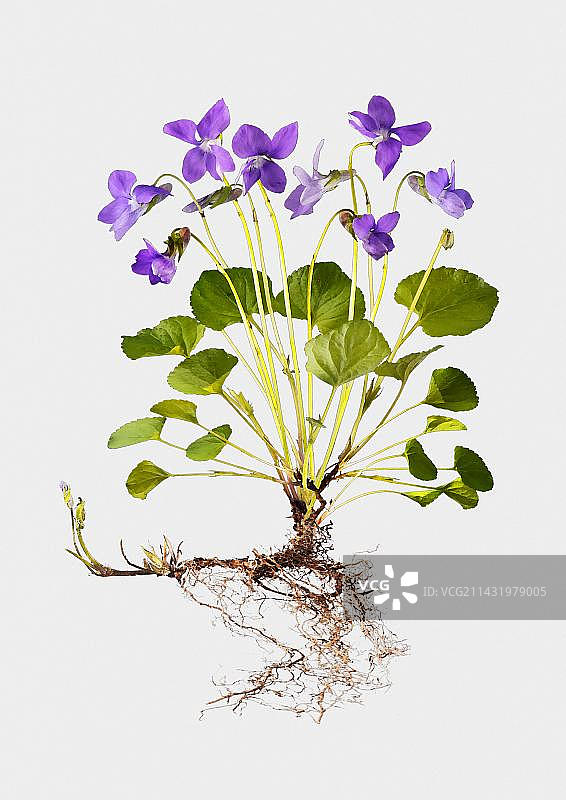 香堇菜（Viola odorata）插画图片素材
