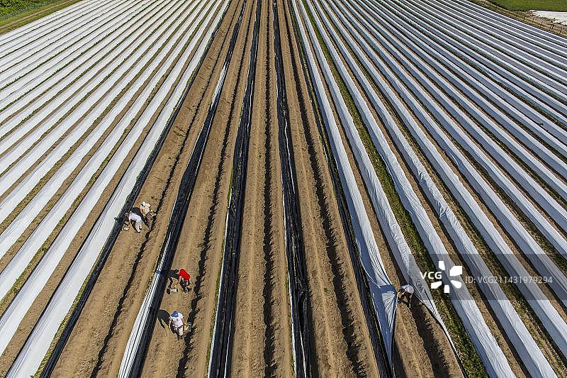 德国北莱茵-威斯特法伦州瓦尔贝克：工人用塑料布覆盖芦笋图片素材