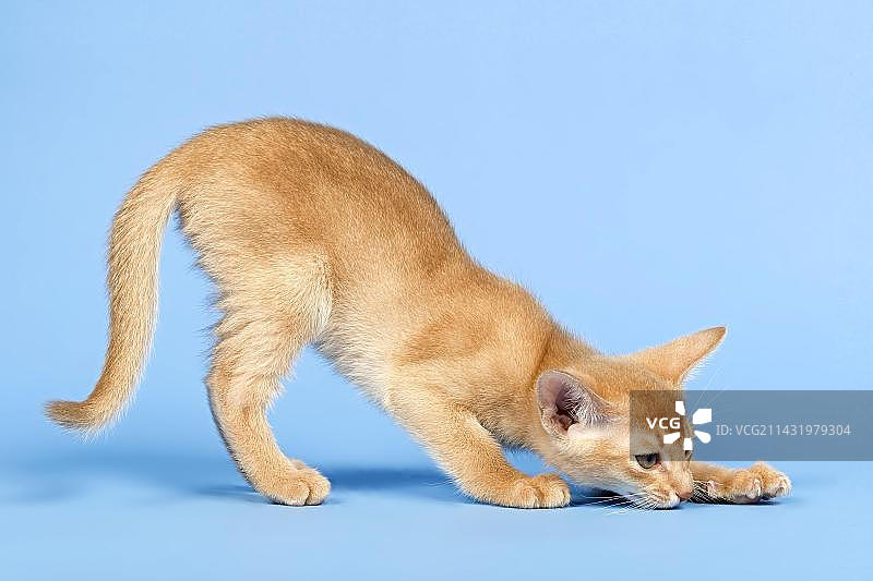 9周大的阿比西尼亚小猫，小鹿毛色图片素材