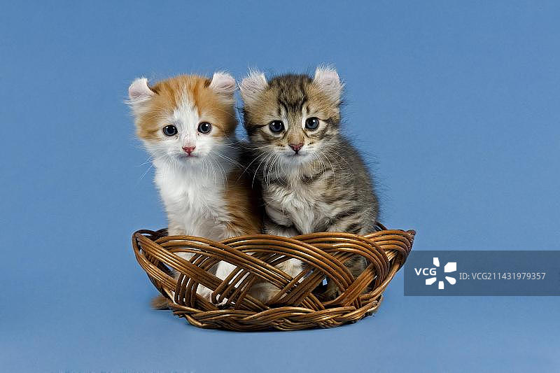 美国卷耳猫，品种猫，两只小猫在篮子里图片素材