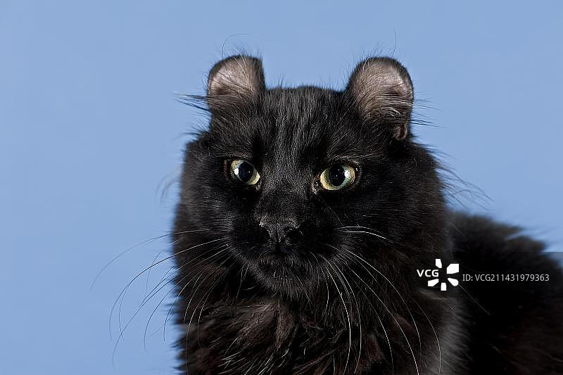 带血统的美国卷耳猫图片素材