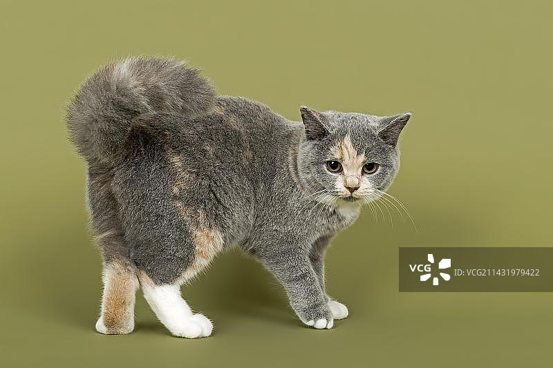 蓝色、奶油色和白色相间的18周英国短毛猫幼猫图片素材