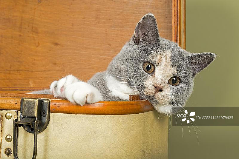 英国短毛猫，小猫，18周大，蓝色、奶油色和白色相间的毛色，在手提箱里图片素材