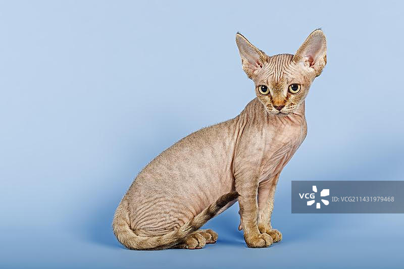 德文卷毛猫图片素材