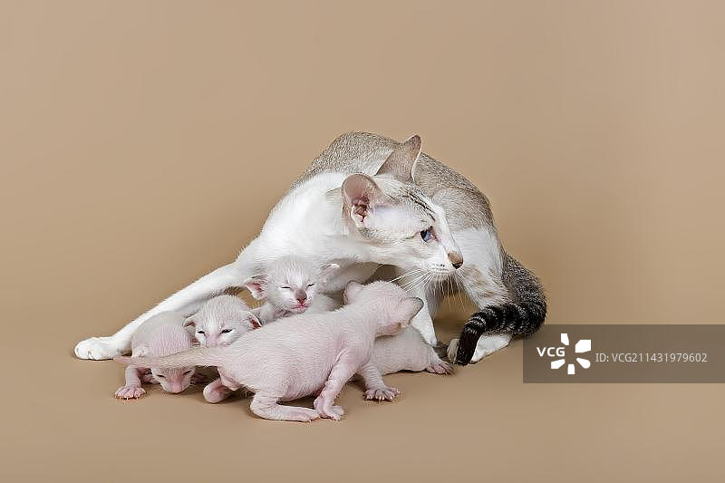 两周大的暹罗猫幼崽图片素材