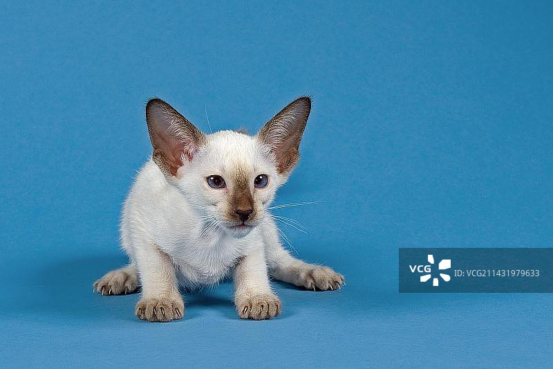 暹罗猫图片素材