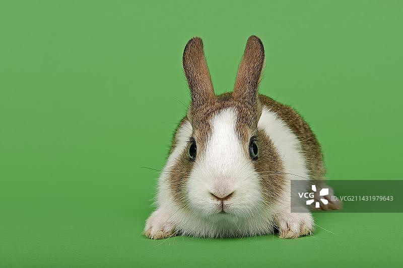 荷兰兔图片素材