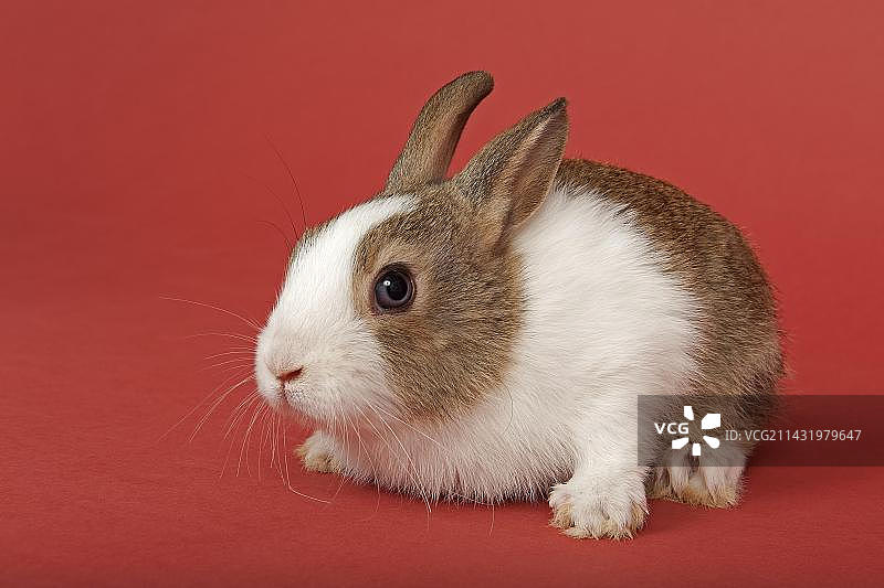 荷兰兔图片素材