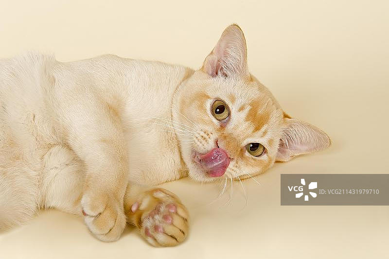 缅甸猫，公猫，9个月大，奶油色图片素材