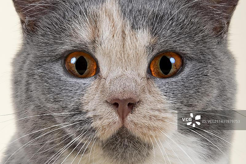 六个月大的蓝奶油白色英国短毛小猫图片素材