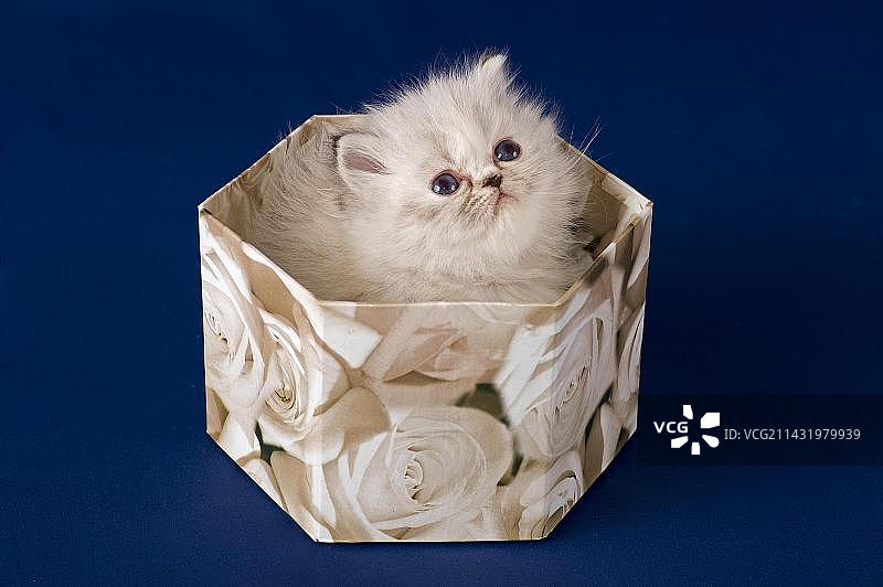 箱子里的五周大波斯小猫图片素材