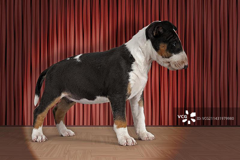 牛头梗幼犬，6周大，三色图片素材